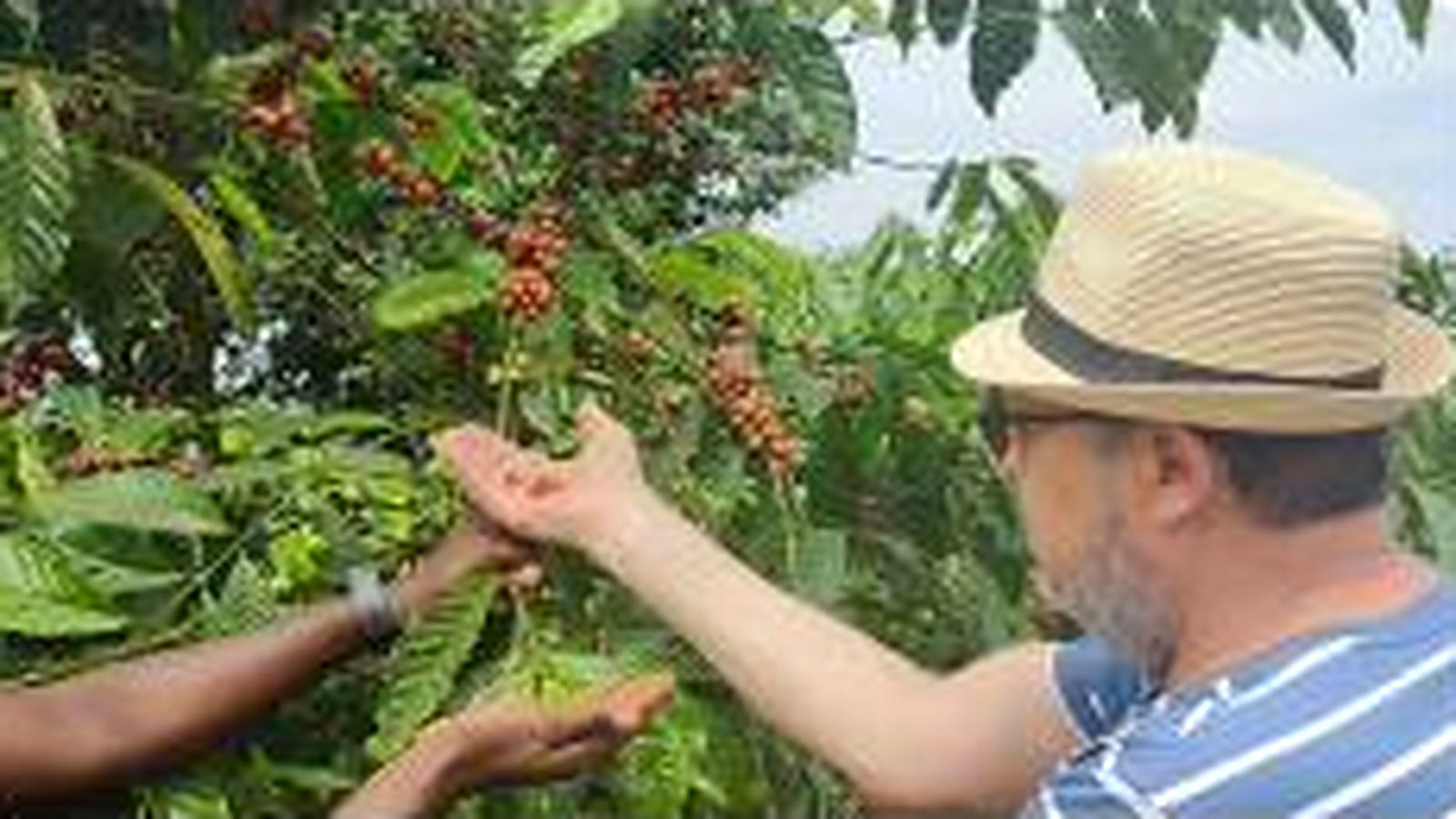 A visitor’s hand reaching for ripe red cherries on a Matugga coffee tree.