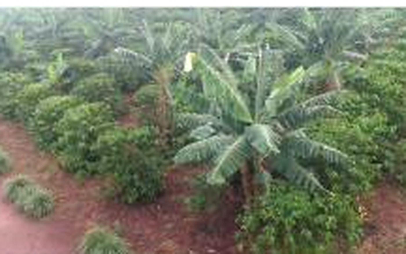 Open rows of coffee and banana seen from above at Luwero Farms.