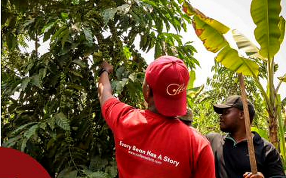 A farmer walking visitors through the coffee rows, explaining harvesting on a Coffee Safari.