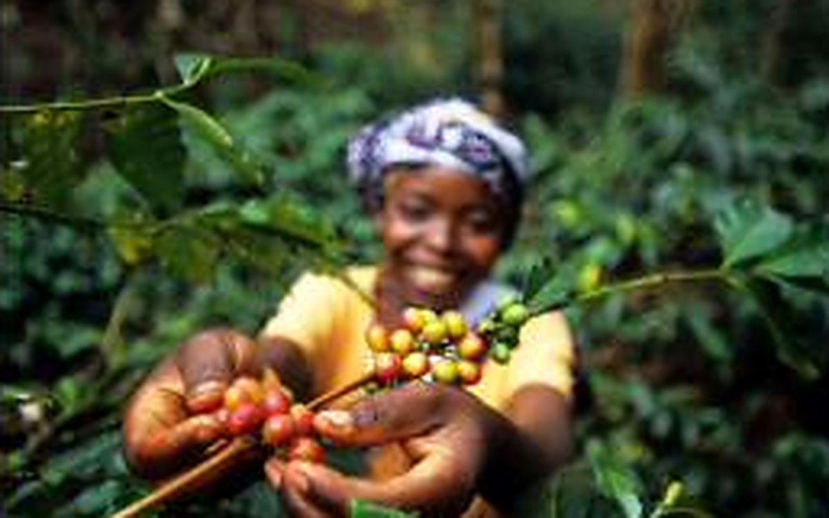 Washed and natural coffee cherries shown side by side during hands-on processing.
